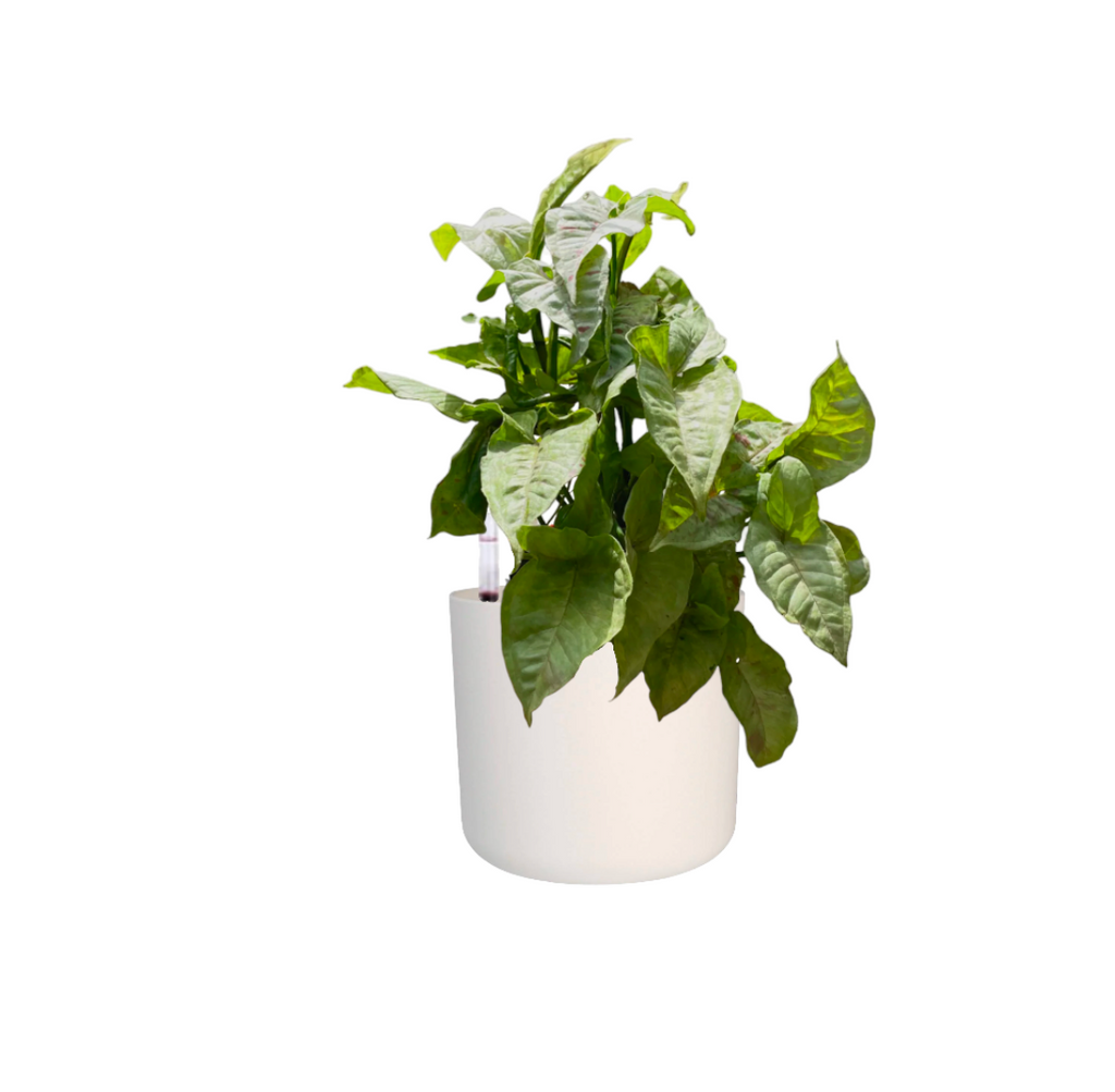 Syngonium 'Milk Confetti' in White B For Soft Round 18cm (0.3m)