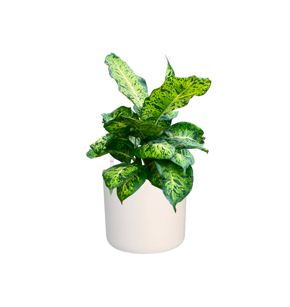 Dieffenbachia Sublime in White B For Soft Round 18cm (0.3m)