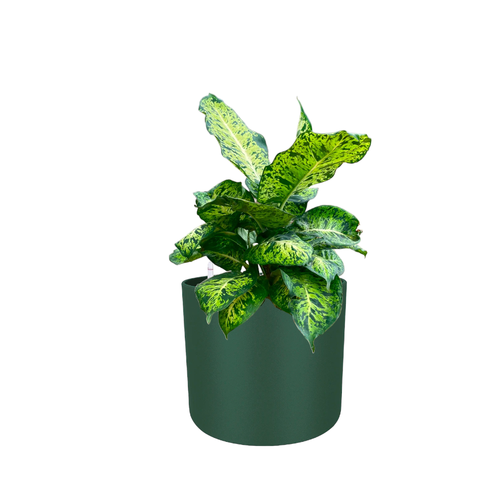 Dieffenbachia Sublime in Leaf Green B For Soft Round 18cm (0.3m)