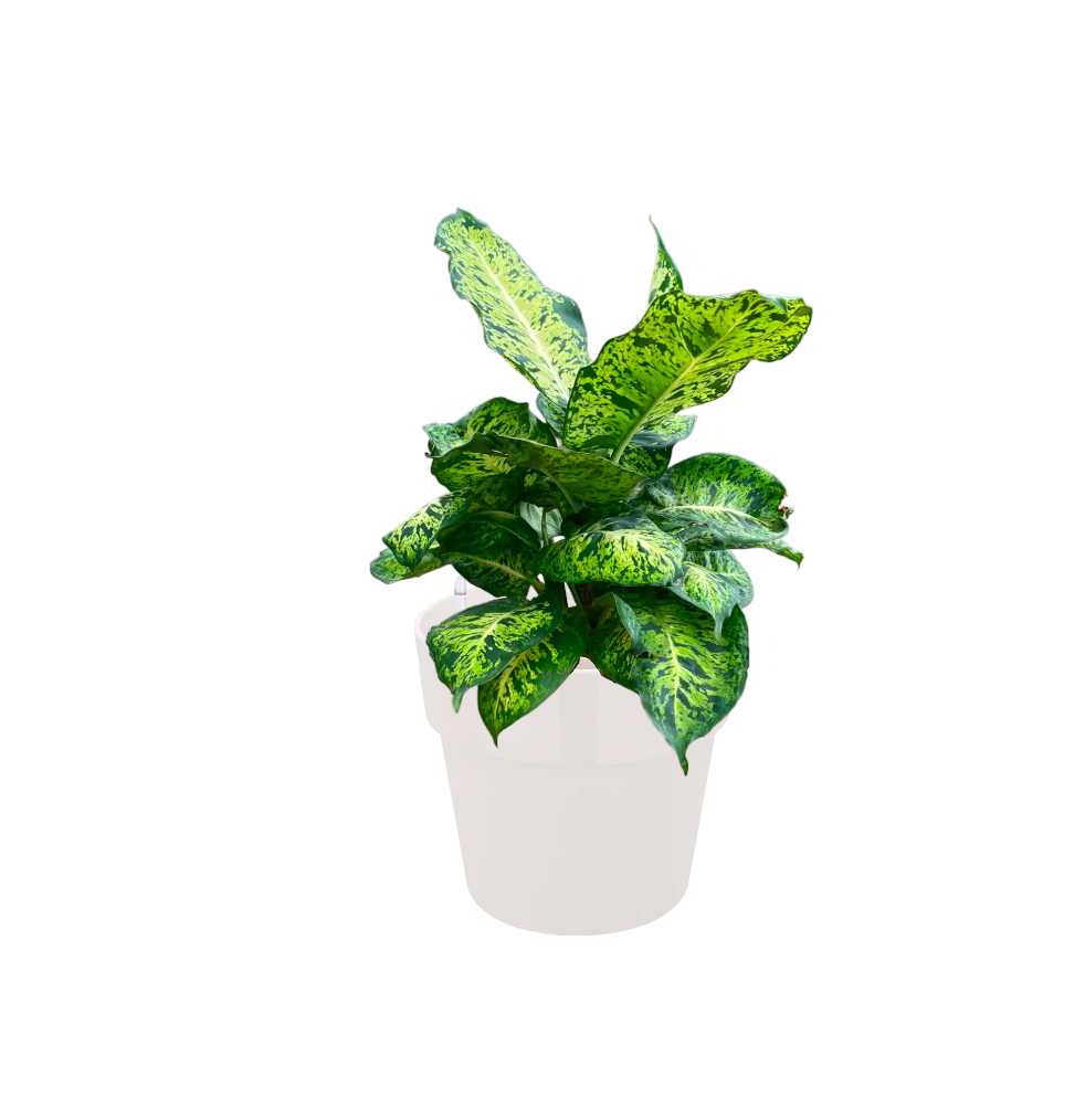 Dieffenbachia Sublime in White B For Original Round 18cm (0.35m)