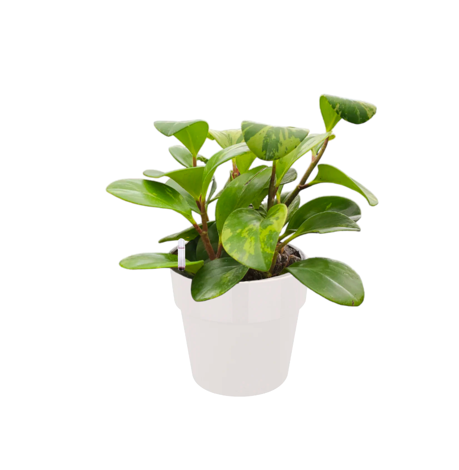 Peperomia obtusifolia 'Marble' in White B. for Original Round 14cm (0.18m)