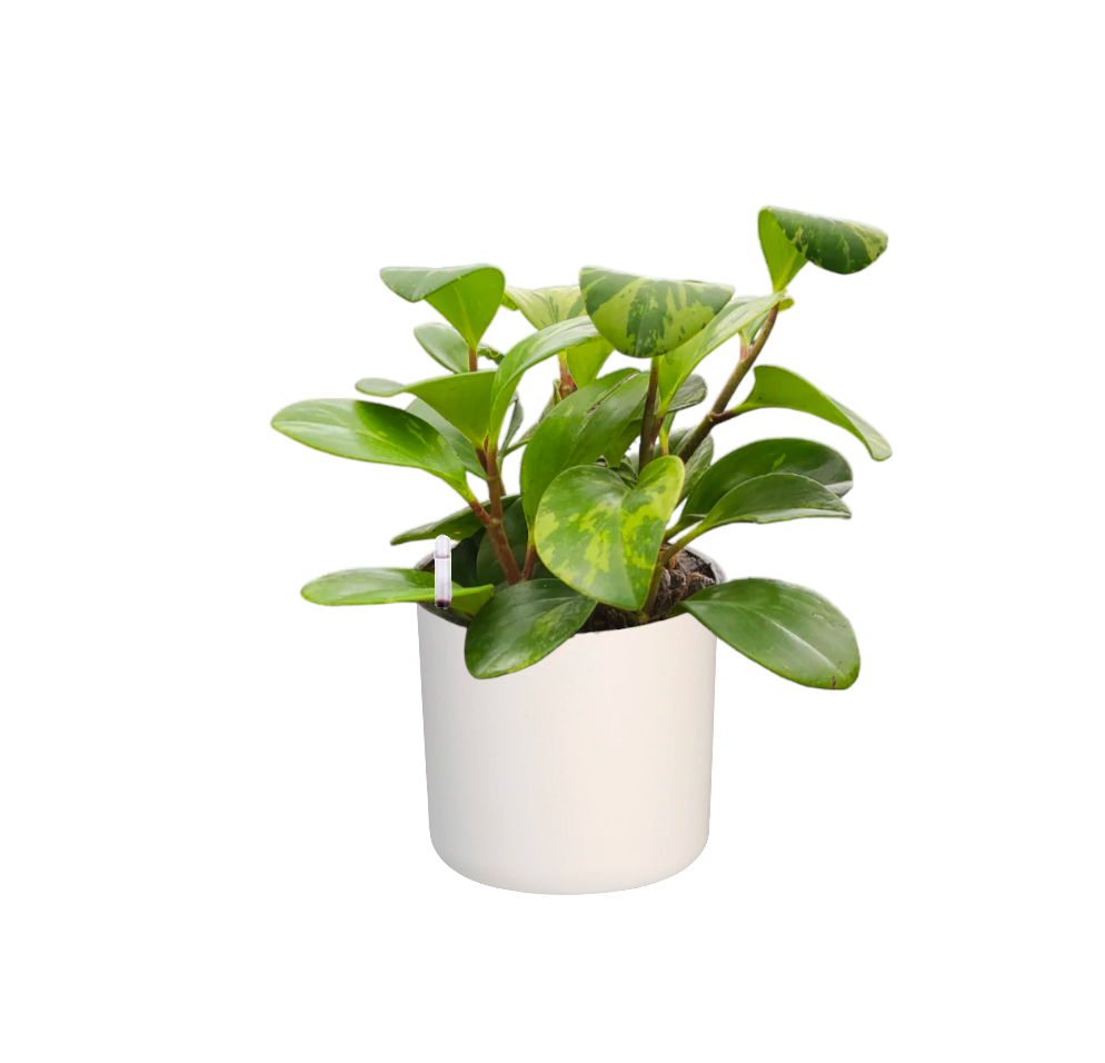 Peperomia obtusifolia 'Marble' in White B. for soft round 14cm (0.18m)