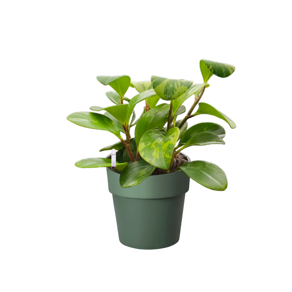 Peperomia obtusifolia 'Marble' in Leaf Green B. for Original Round 14cm (0.18m)