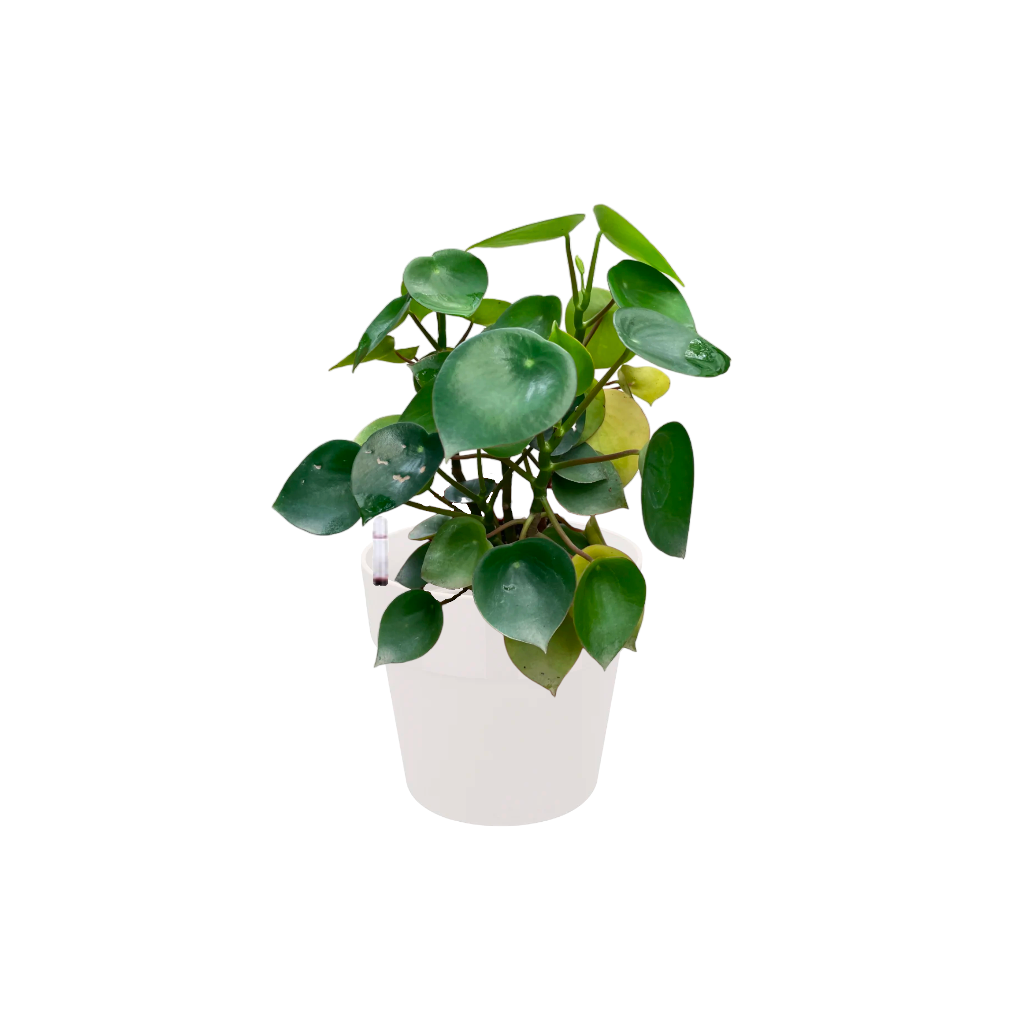 Pilea Peperomioides in White B. for Original Round 18cm (0.3m)