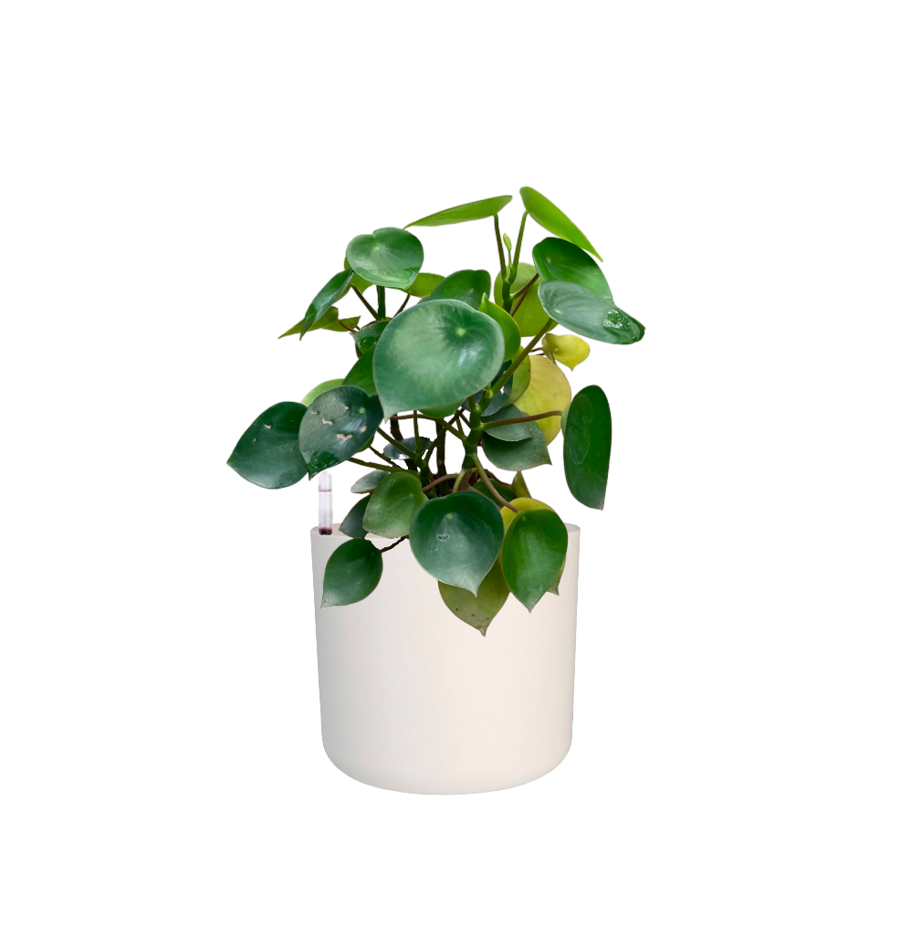 Pilea Peperomioides in White B. for soft round 18cm (0.3m)