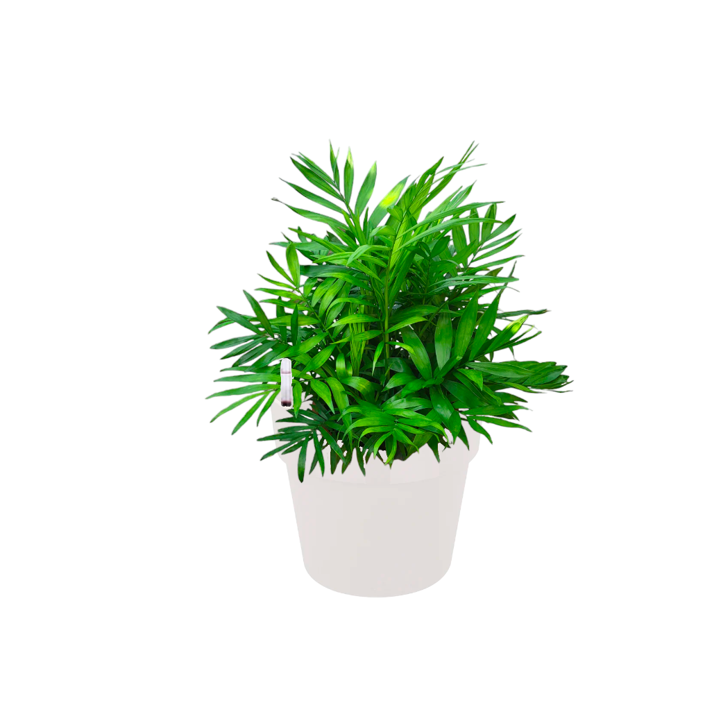 Bamboo Palm in White B. for Original Round 18cm (0.45m)