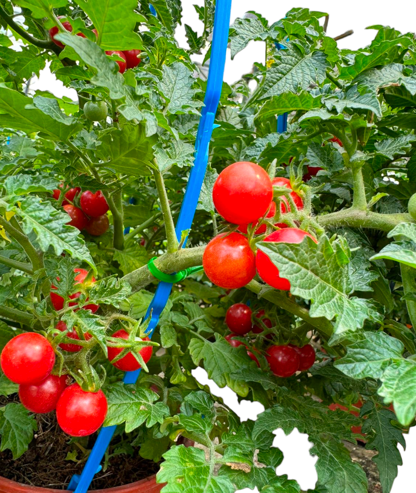 Lycopersicon esculentum, Cherry Tomato (0.50m)