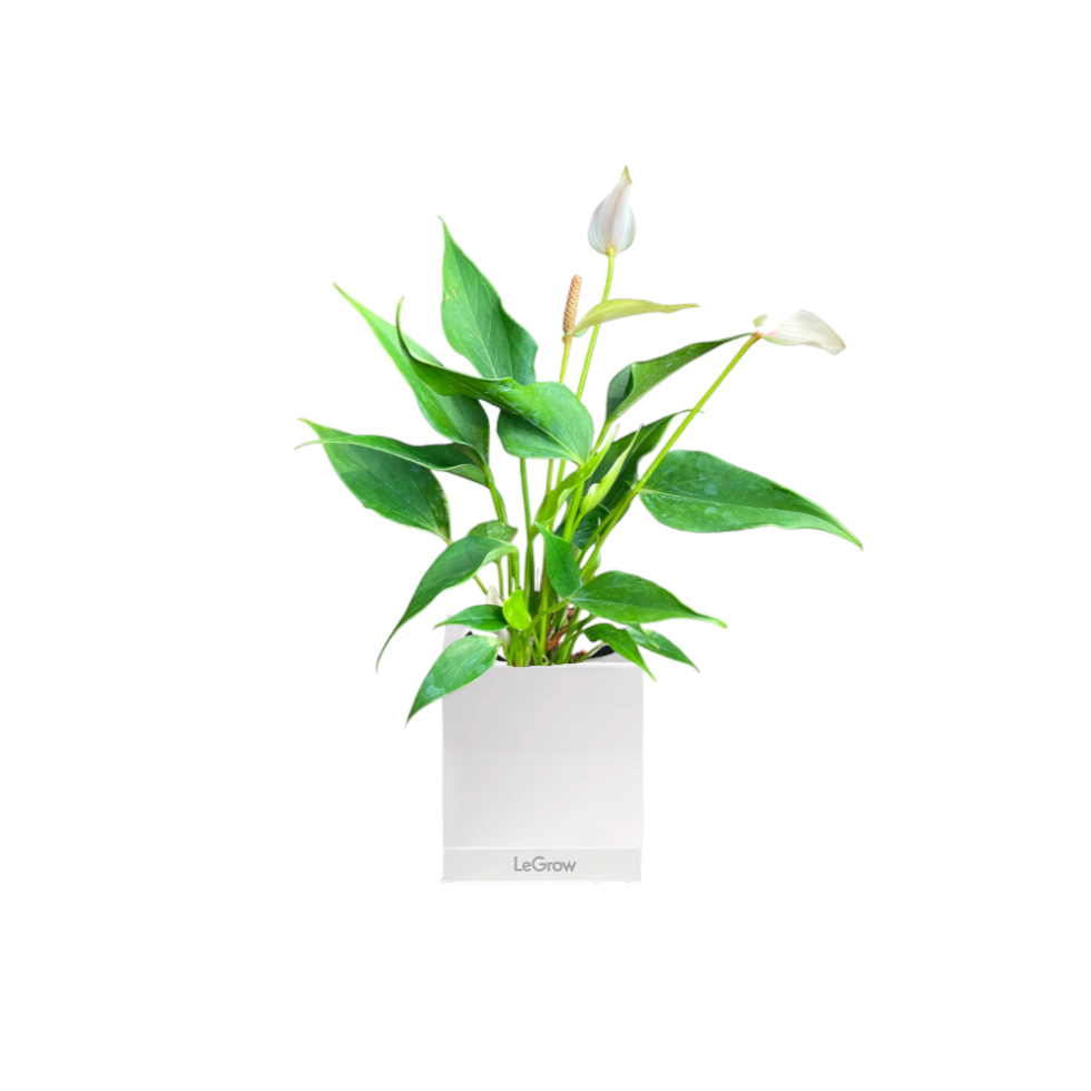 Mini Anthurium Light Pink with Personal Care Gift Set