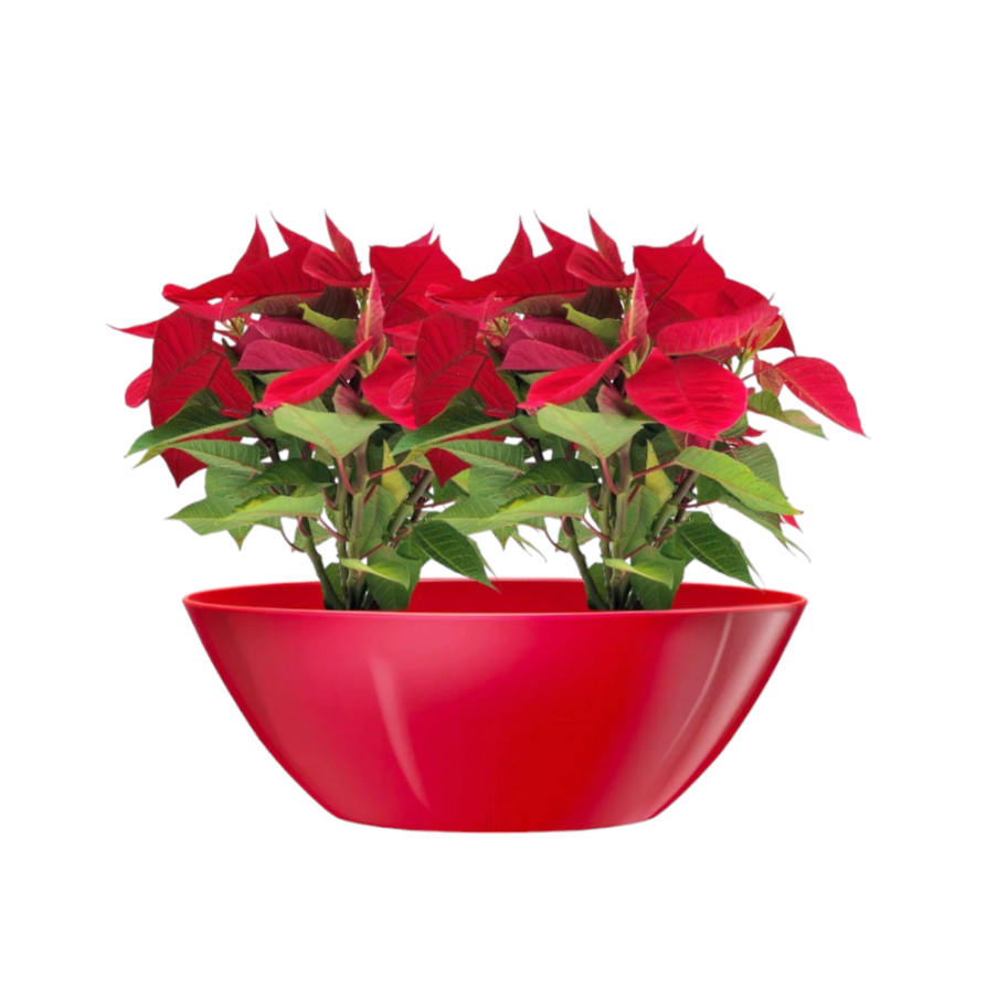 Poinsettia Red in Red Brussels Oval 46cm (0.3m)