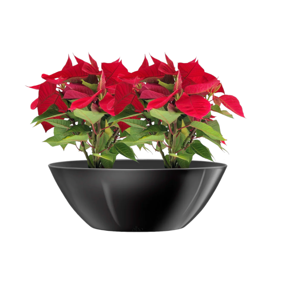 Poinsettia Red in Metallic Black Brussels Oval 36cm (0.3m)