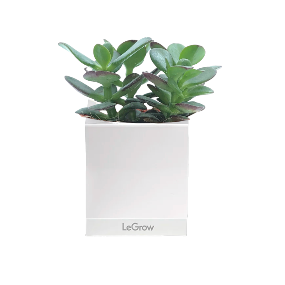 Jade Plant with Personal Care Gift Set