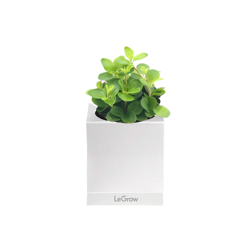 Peperomia rotundifolia in Legrow Single Pot (0.1m)