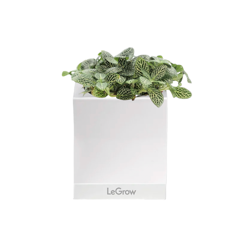 Fittonia Green in Legrow Single Pot (0.1m)