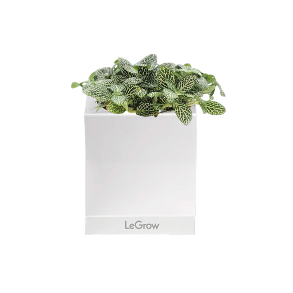 Fittonia with Personal Care Gift Set