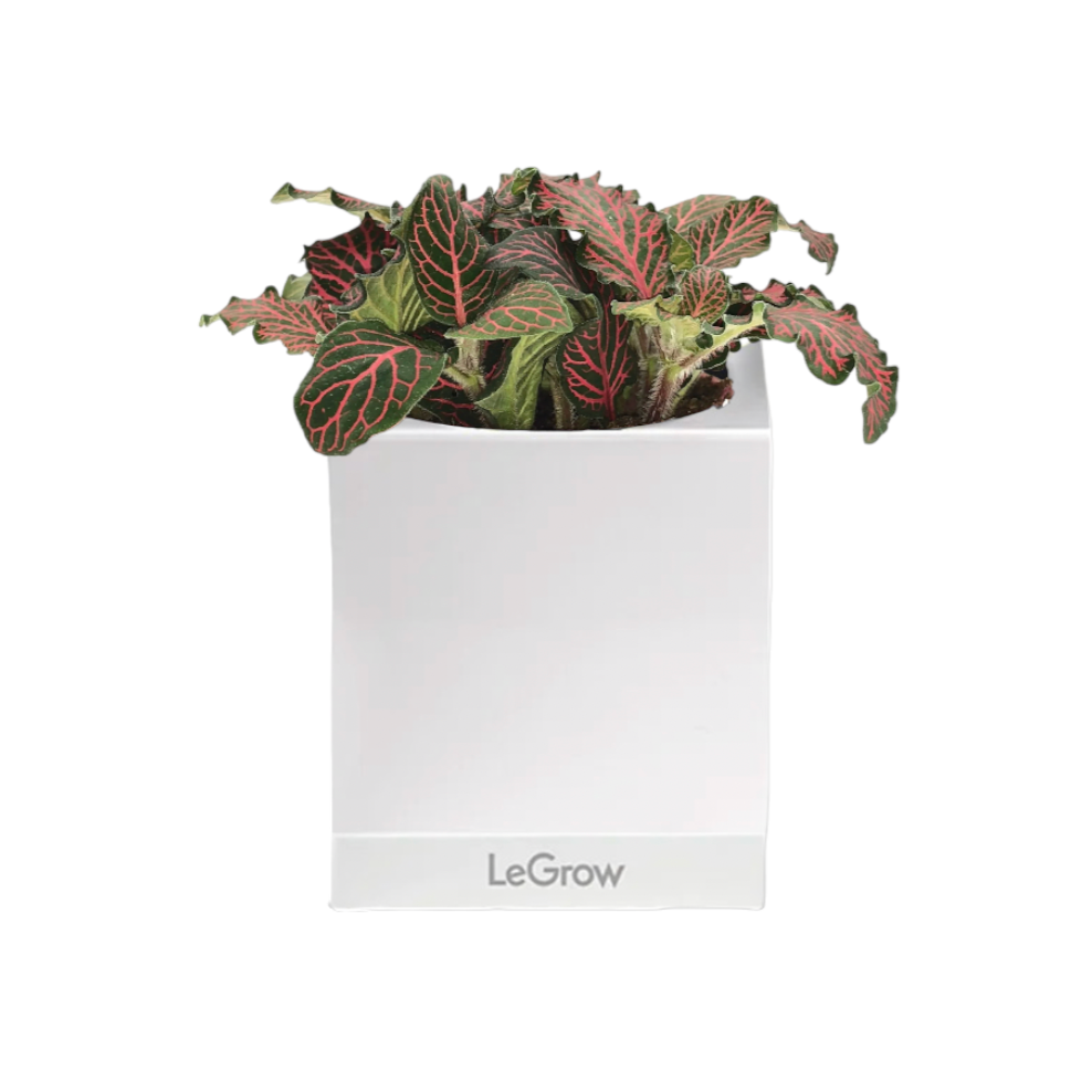 Fittonia Red in Legrow Single Pot