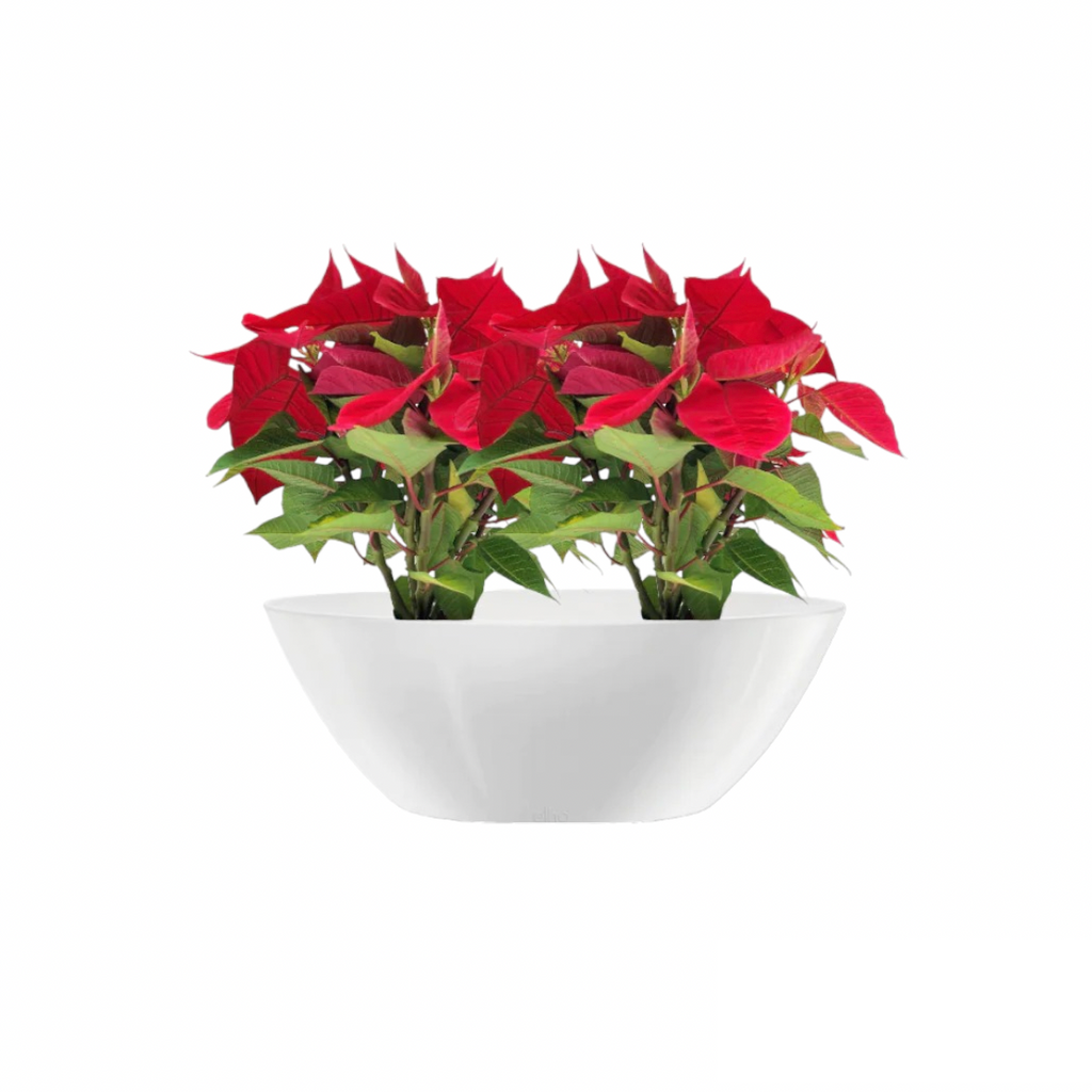 Poinsettia Red in White Brussels Oval 36cm (0.3m)