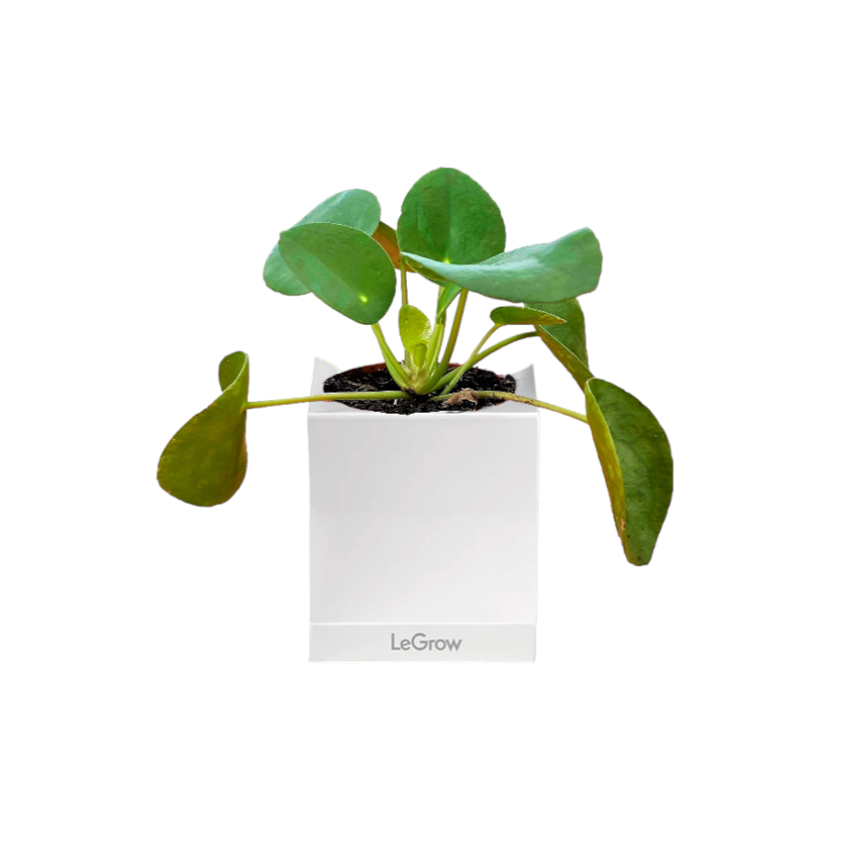 Chinese Money Plant in Legrow Single Pot (0.1m)