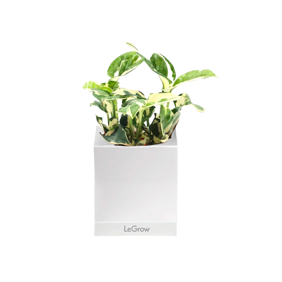 Money Plant 'N Joy' in Legrow Single Pot (0.1m)