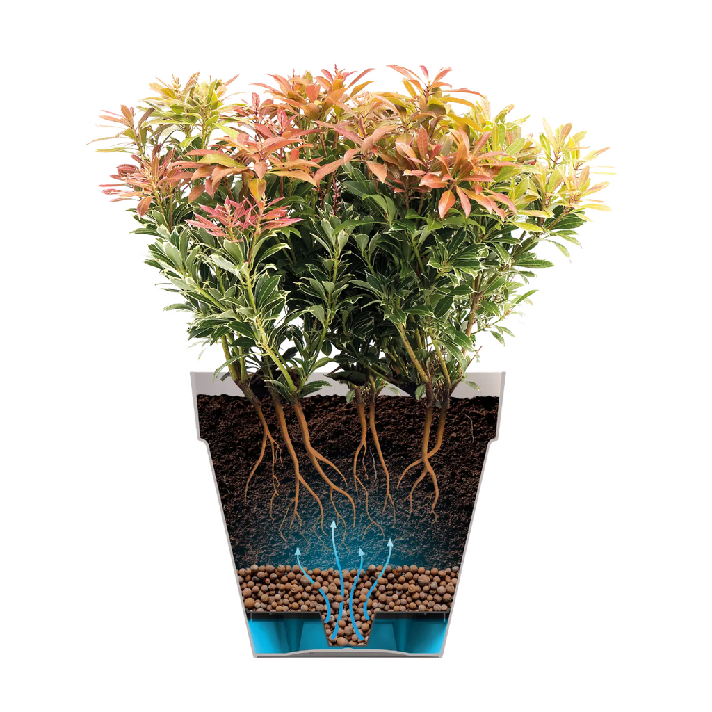 Osmanthus fragrans in White Loft Urban Round with saucer (0.4m)