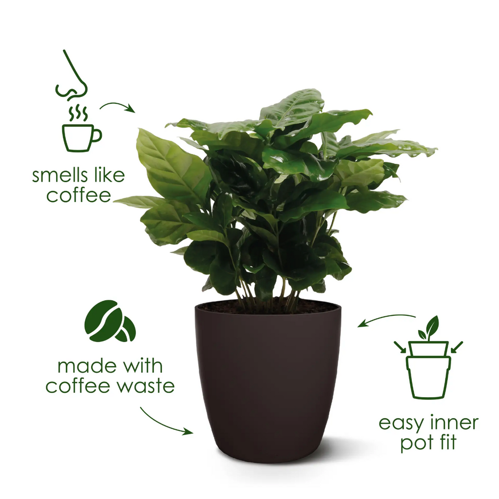 Philodendron Scandens Green in Espresso Brown Coffee Collection 14cm (0.2m)