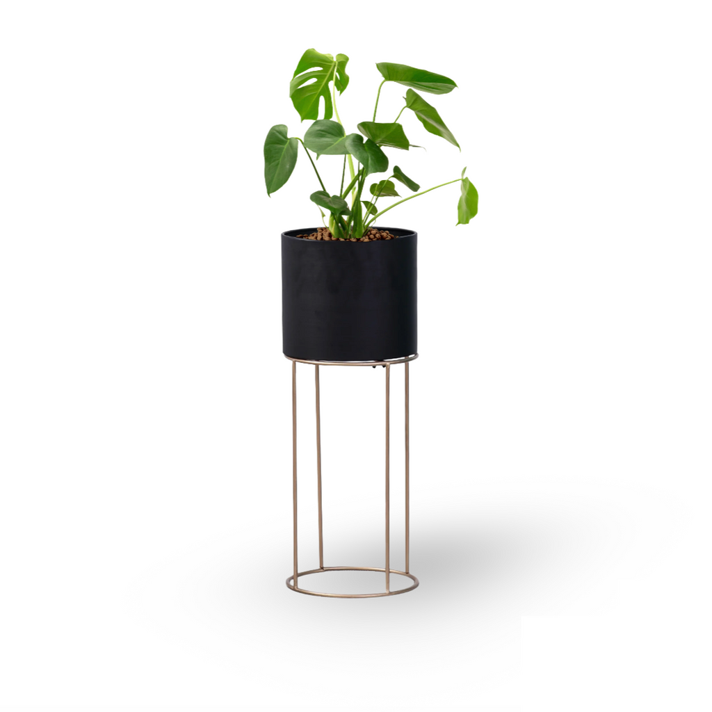 Monstera Deliciosa in Black Valencia Planter (0.8mH)