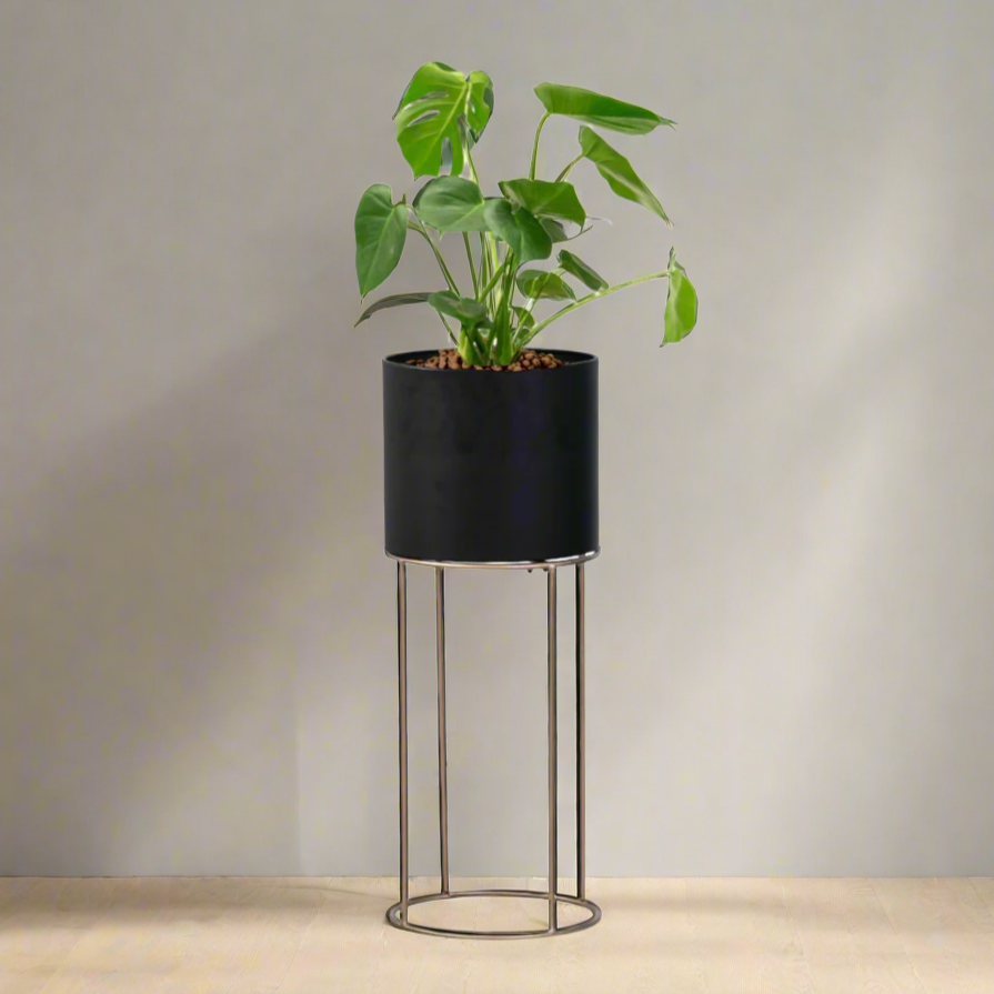 Black planter with a green plant on a wooden surface against a gray wall