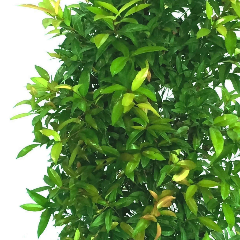 Syzygium myrtifolium, Eugenia Oleina in Bag (1.6m)