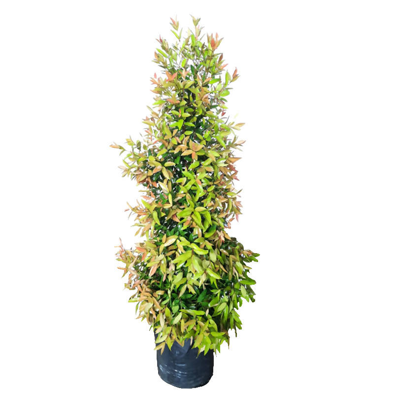 Syzygium myrtifolium, Eugenia Oleina in Bag (1.8m)