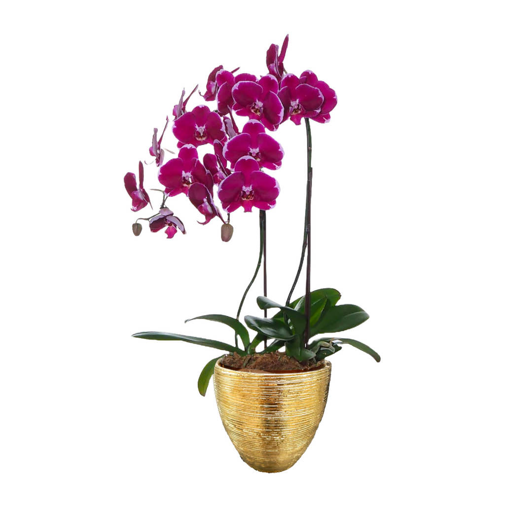 2 in 1 Phalaenopsis BNP with pot