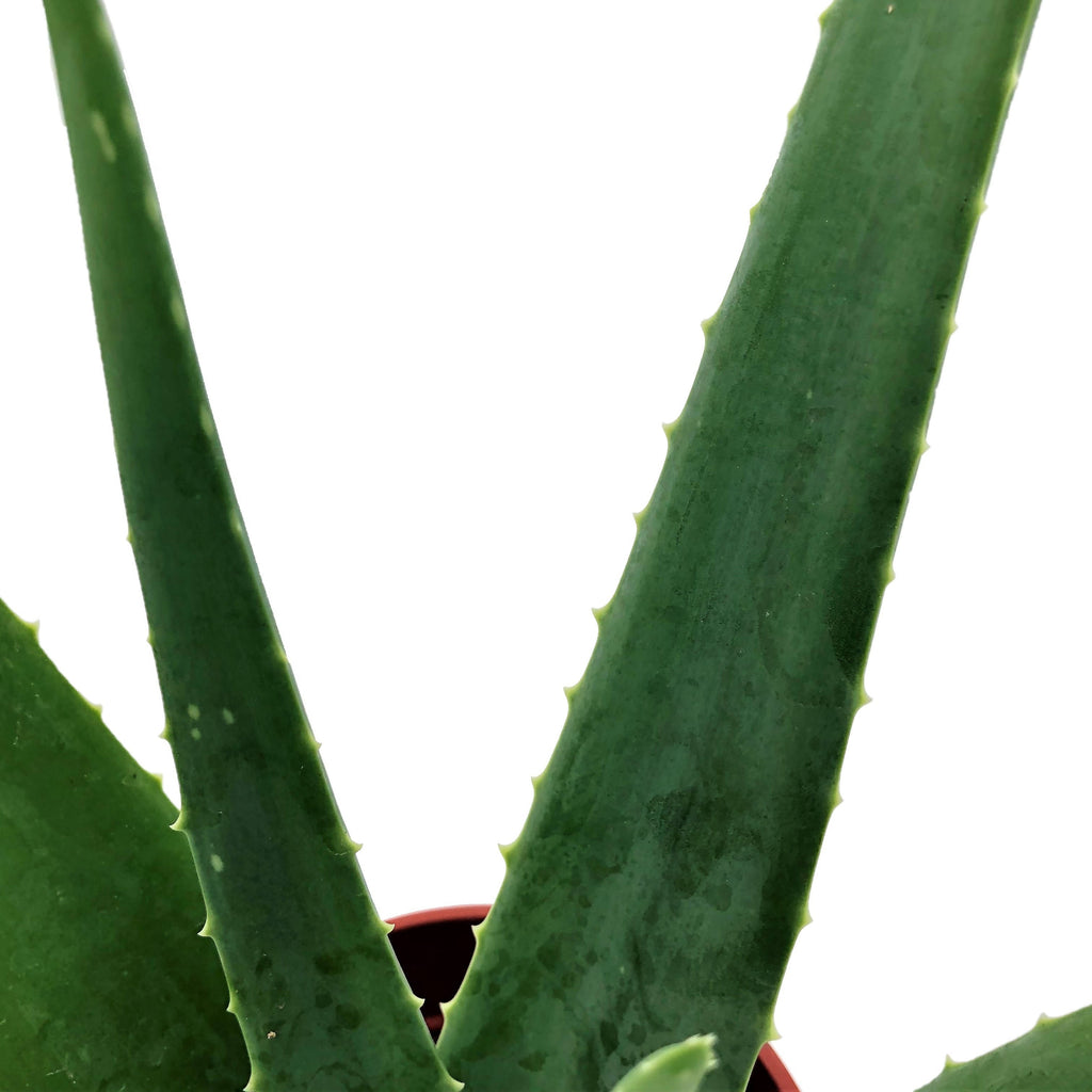 Aloe Vera in Pacific Green Ocean Pot