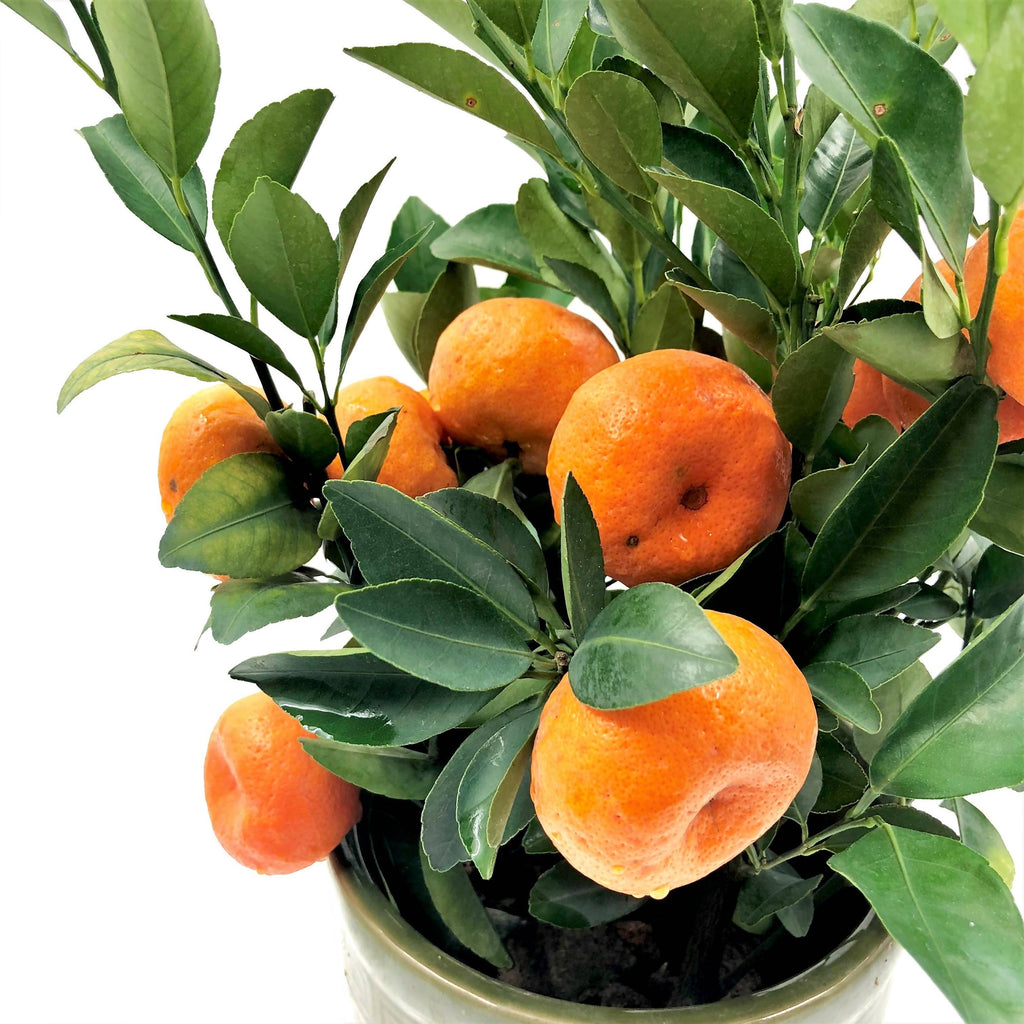 [PRE- ORDER] Citrus reticulata, Mandarin Orange 朱砂桔 in 7 Inch Pot (0.30-0.40mH)