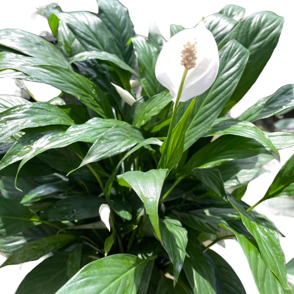 Spathiphyllum, Peace lily (0.5m)