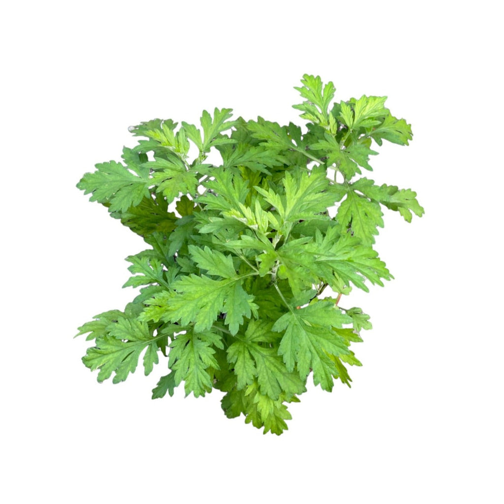Artemisia vulgaris, Common Mugwort in Anthracite Loft Urban Round with Saucer (0.4mH)