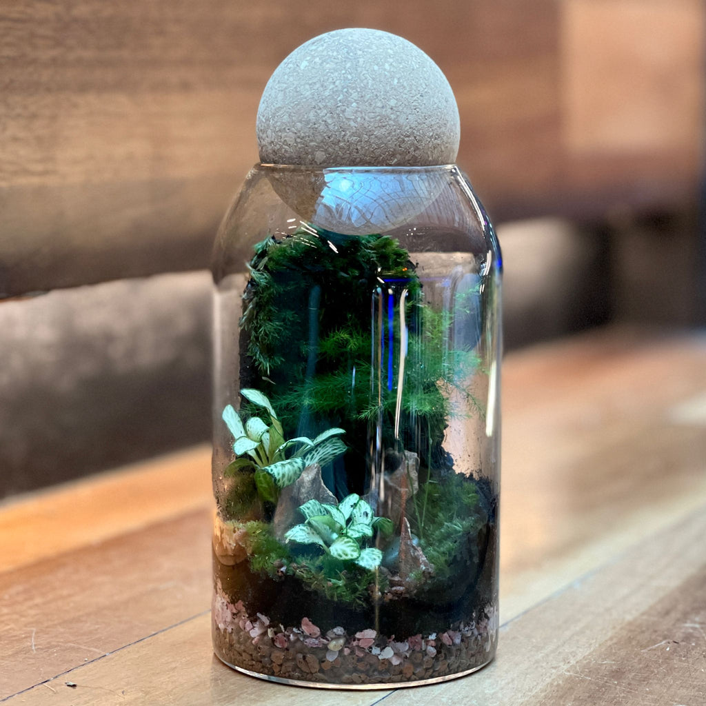 Mini Wood Ball Closed Terrarium