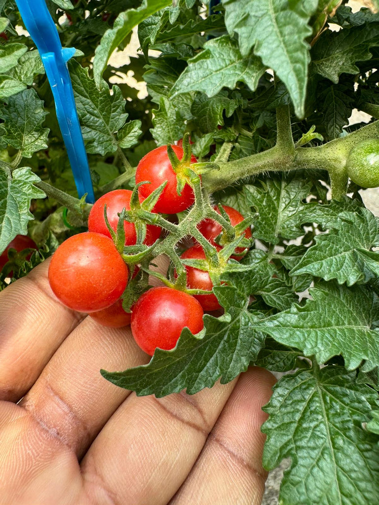 Lycopersicon esculentum, Cherry Tomato (0.50m)