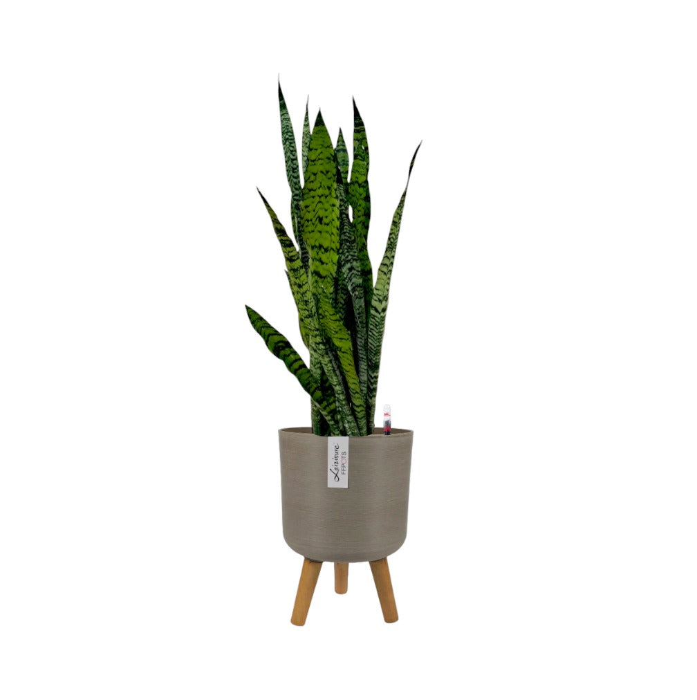 Sansevieria Zeylanica in Coffee Elegante Pot With Stand