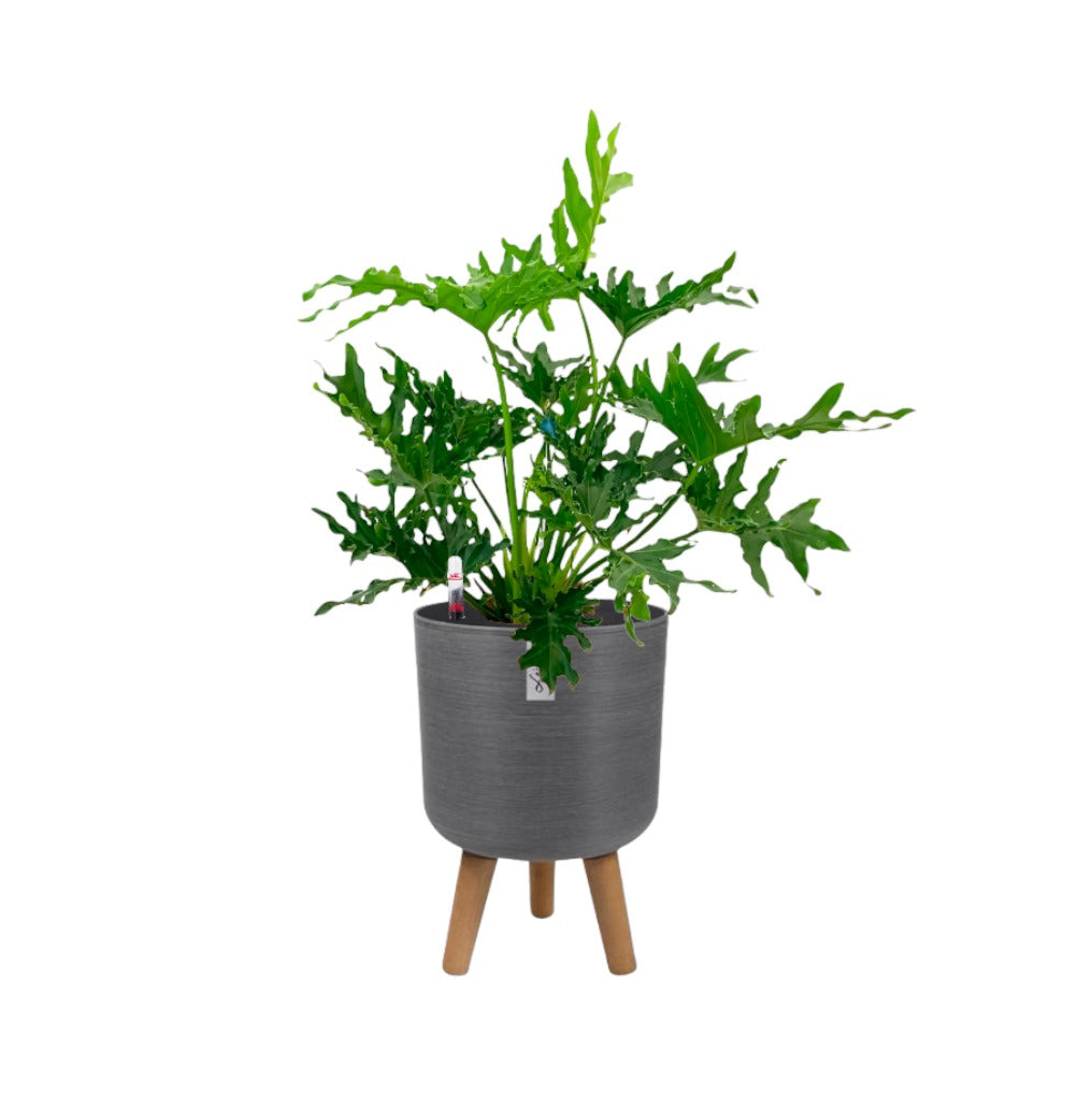 Philodendron Selloum in Grey Elegante Pot With Stand