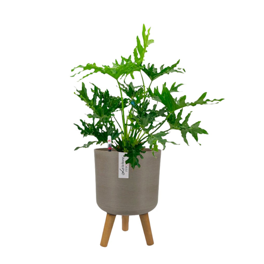 Philodendron Selloum in Coffee Elegante Pot With Stand