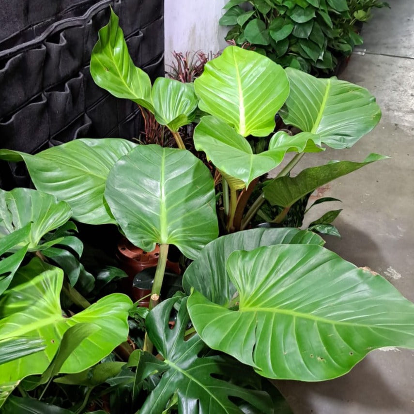 [AS-IS] Philodendron Golden (0.8m)