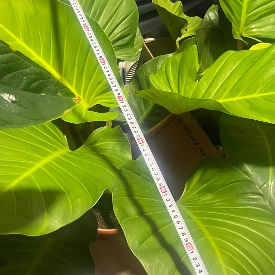 [AS-IS] Philodendron Golden (0.8m)