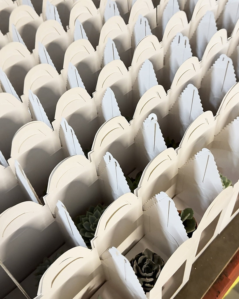 Succulent Gift Box: Succulent Delight for Events & Door Gifts