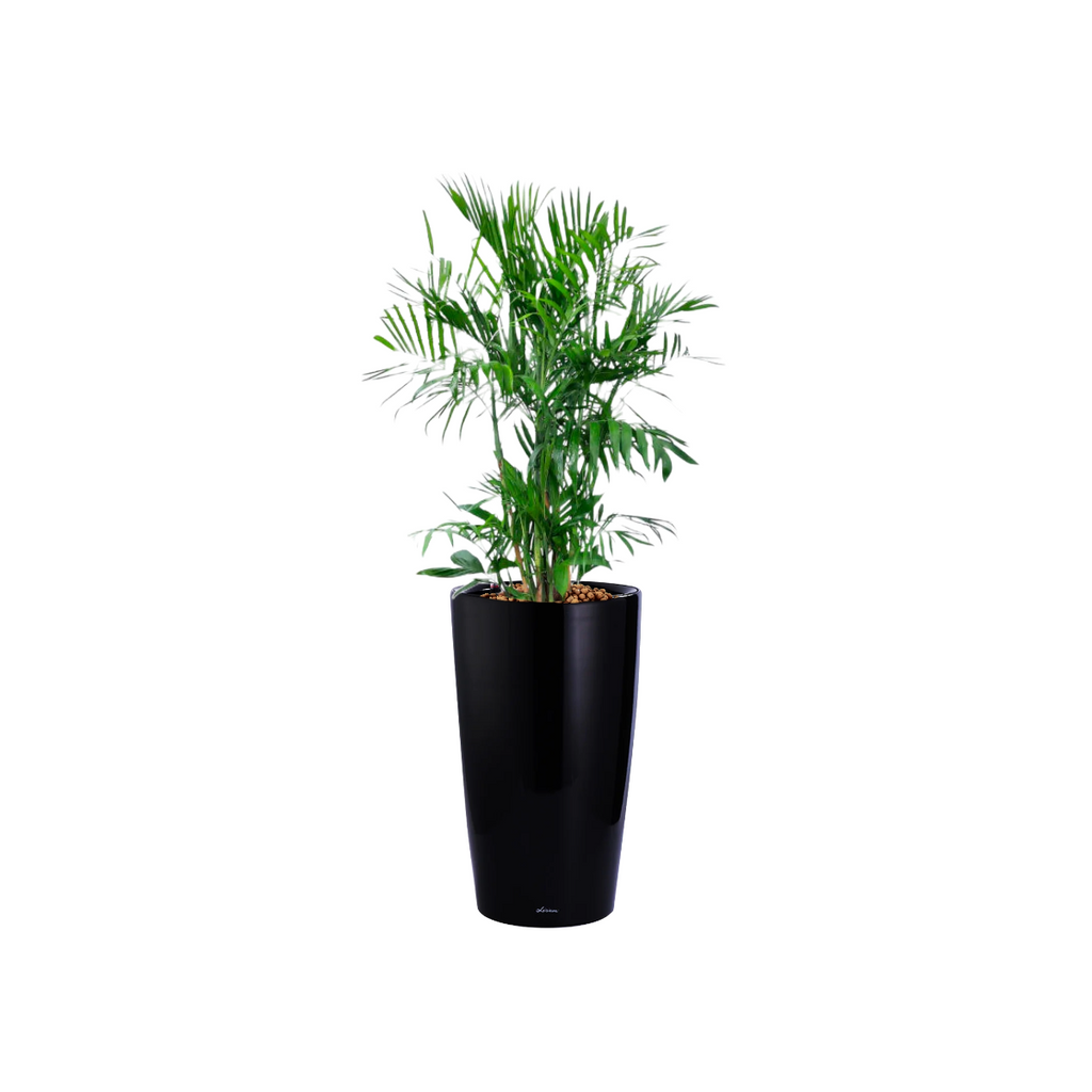 Bamboo Palm in Black High Cylinder Series 39.5cm (1.8m)