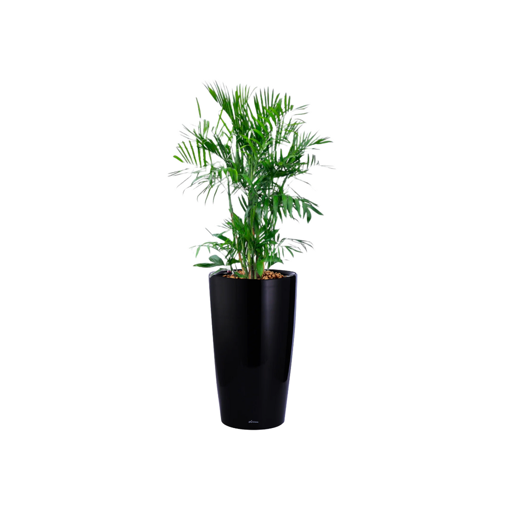 Bamboo Palm in Black High Cylinder Series 39.5cm