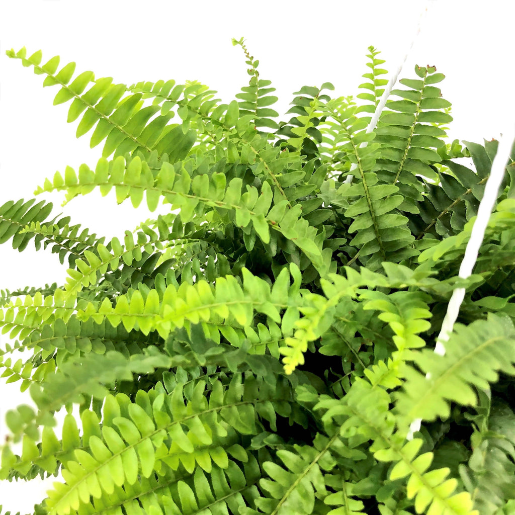 Boston Fern in Grey Elegante Pot With Stand