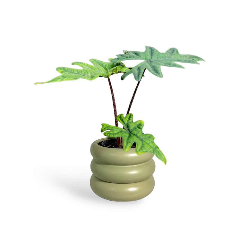 Alocasia Jacklyn in Avocado Green Mia Planter