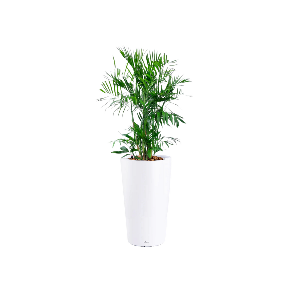 Bamboo Palm in White High Cylinder Series 39.5cm