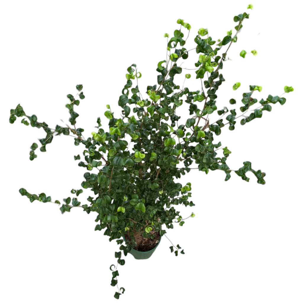 Ficus benjamina ‘Barok’, Curly Weeping Fig in Warm Grey B. for Original Round 30cm (1.2mH)