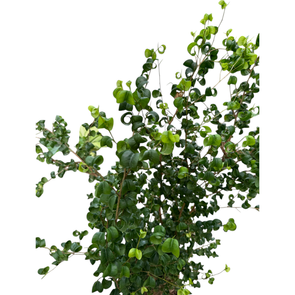 Ficus benjamina ‘Barok’, Curly Weeping Fig in Warm Grey B. for Original Round 30cm (1.2mH)