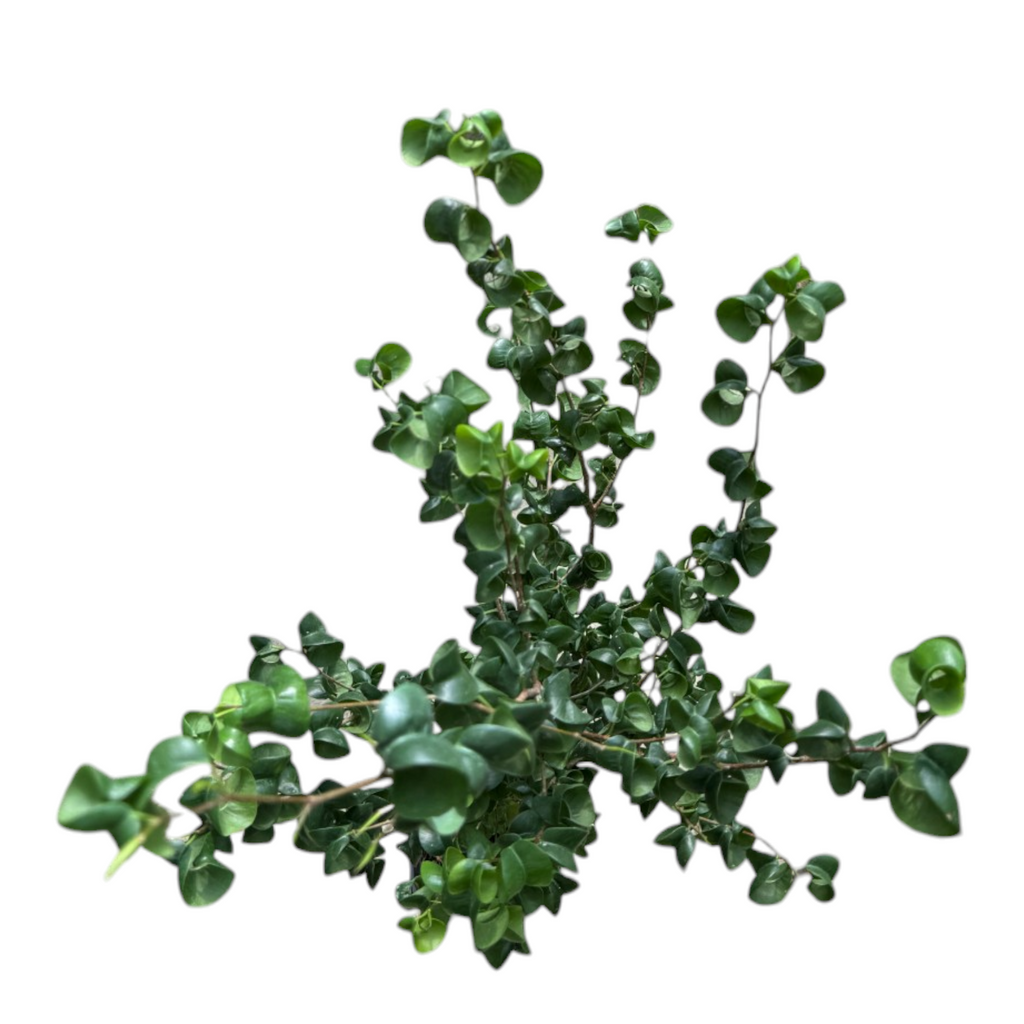 Ficus benjamina ‘Barok’, Curly Weeping Fig in Leaf Green B. for soft round (0.7m)