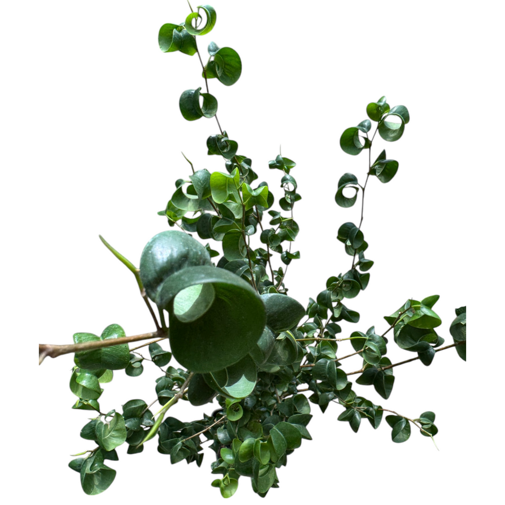 Ficus benjamina ‘Barok’, Curly Weeping Fig in Grey Milan Planter (0.6m)